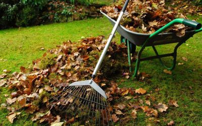 Garden clean up and rubbish removal